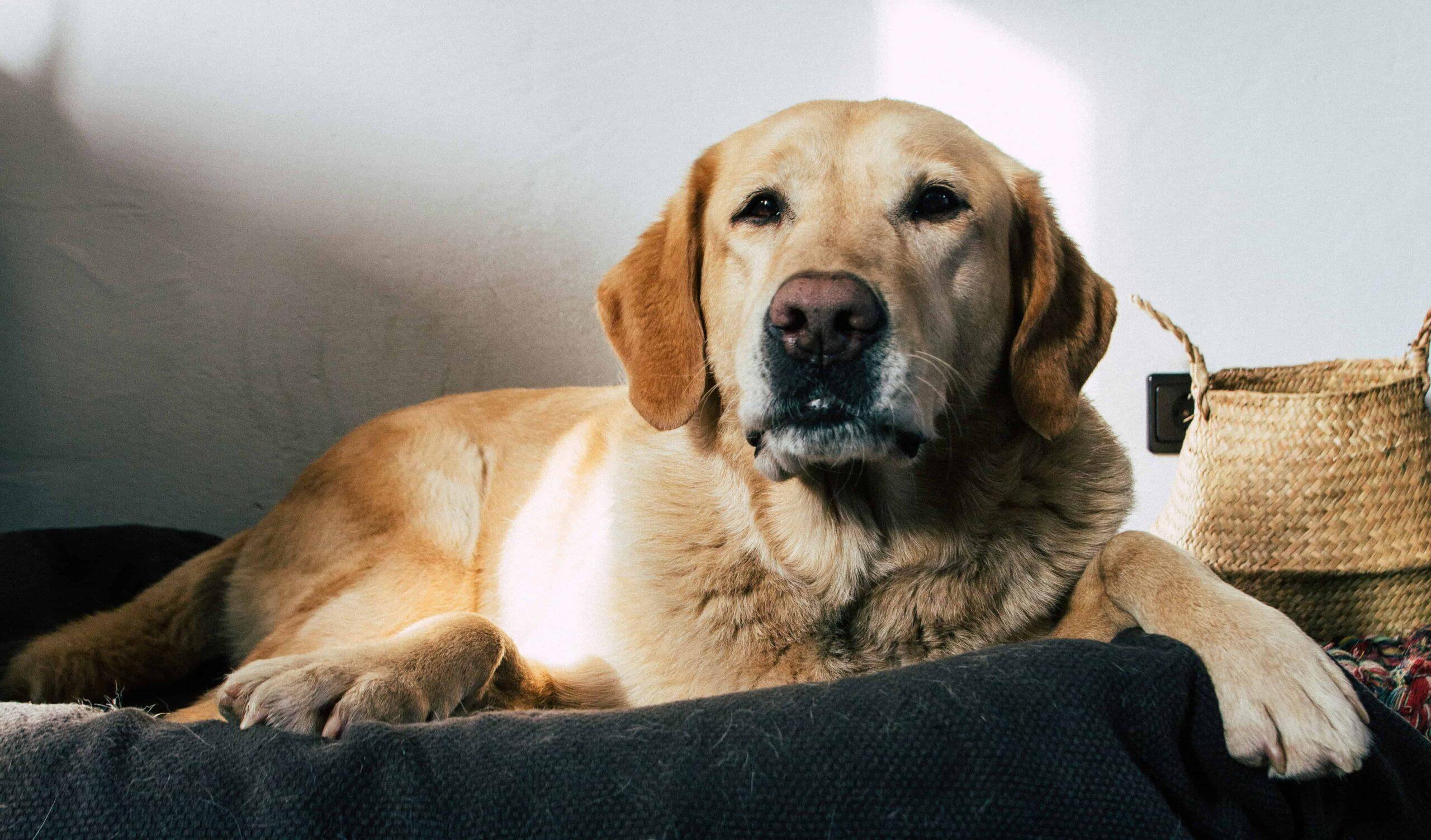 hero-dog-bite-injury-lawyer-min